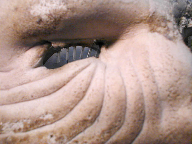 sauro7